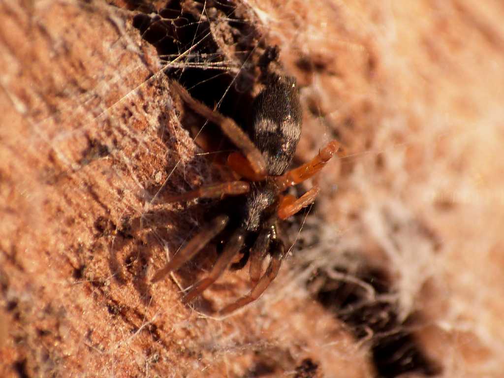 Piccolo Gnaphosidae colorato: cfr Poecilochroa  - Ostia (RM)